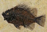 Green River Fossil Fish Mural w/ Diplomystus & Cockerellites #342450-4